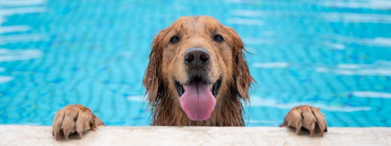 Dog so happy to be in pool