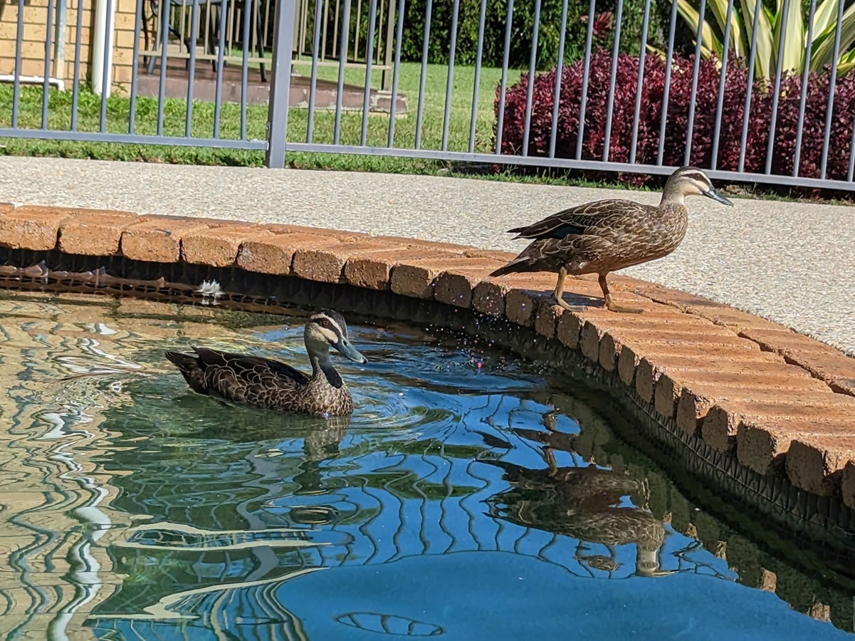 Ducks in a pool