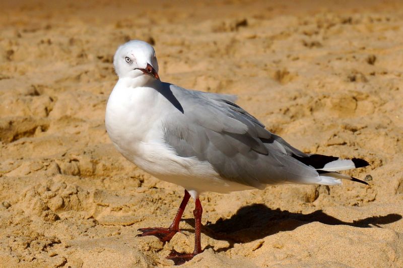 Seagull at Manly Beach