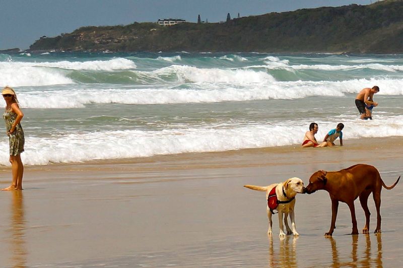 Smooching pups at Coolum Beach