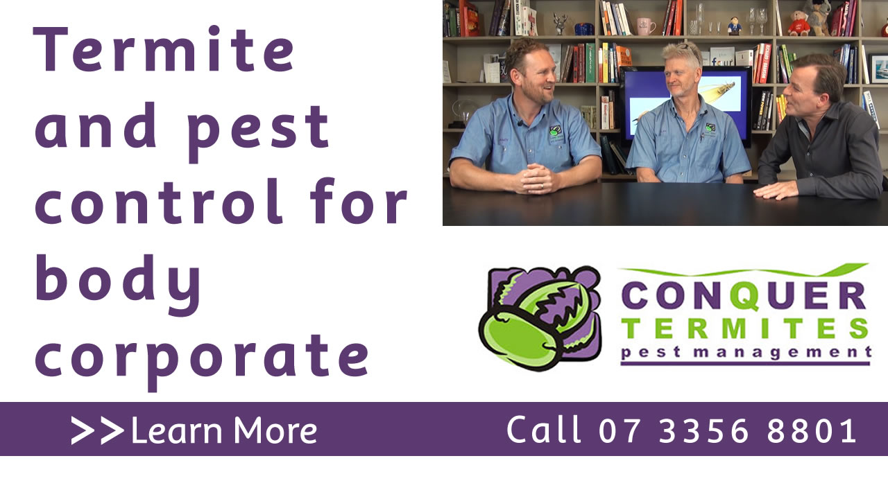 Termite and pest control for body corporate. Conquer Termites North side