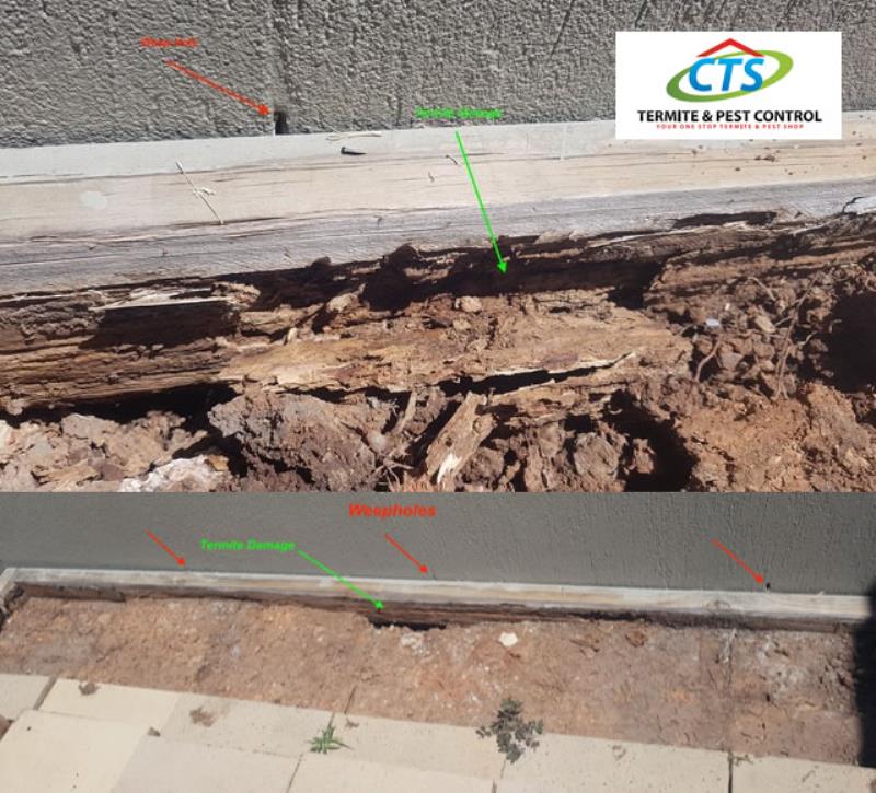 Mudgeeraba termite inspection