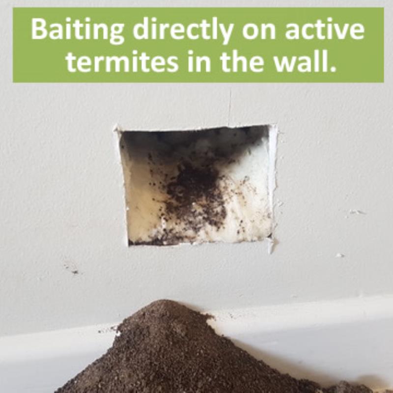 termites bundall