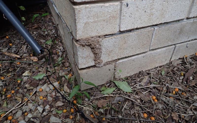 Termites Brisbane - A tale from our customer in Zillmere