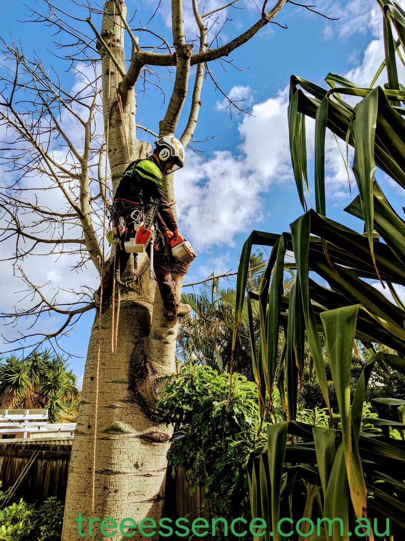 Arborist Services
