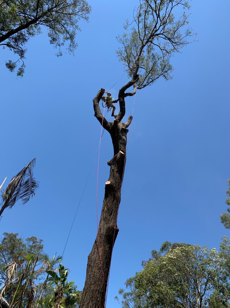 Big tree removal