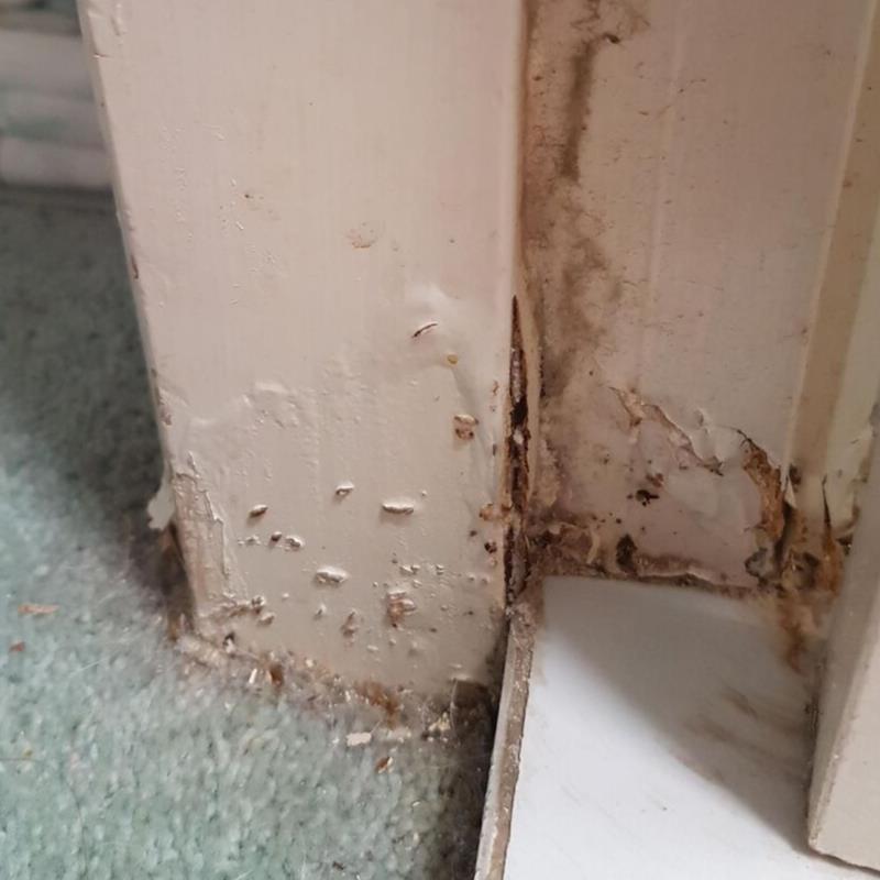 Termites Brisbane - Bracken Ridge