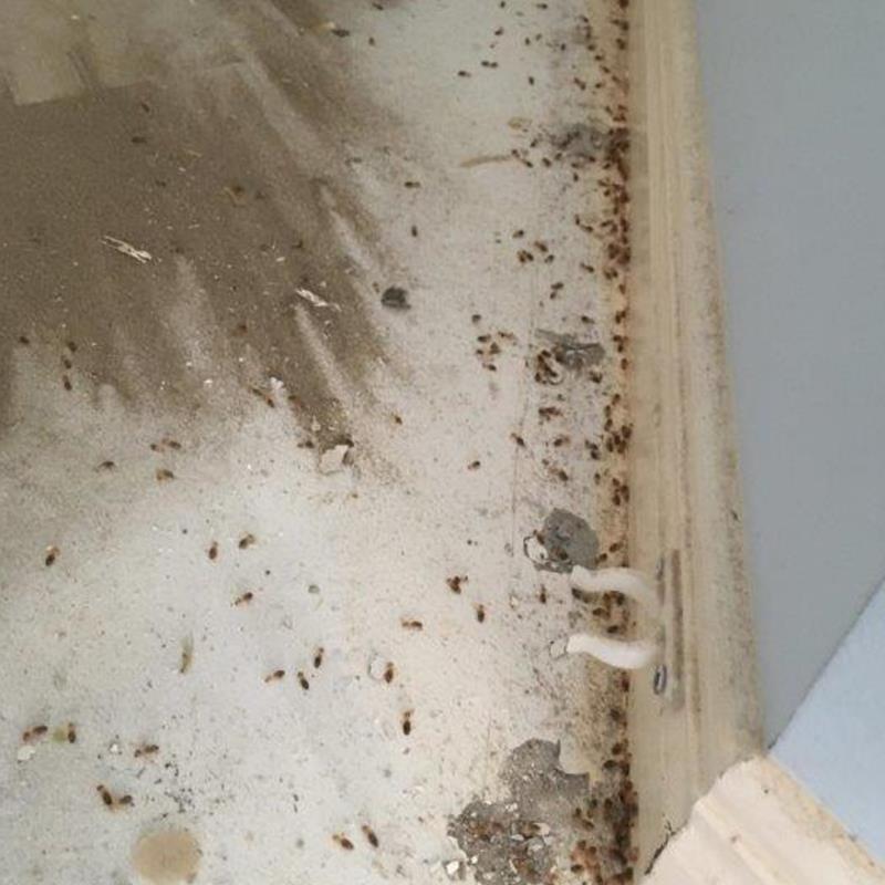 Nasutitermes Termites Disrupting Dayboro & Brisbane