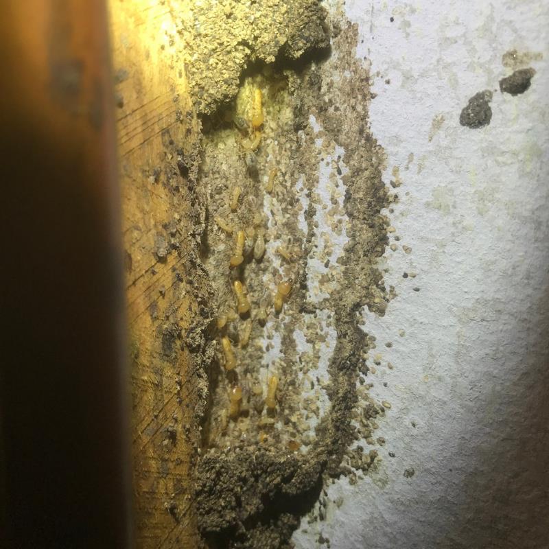 Termite Barrier Reinfestation in Lawnton, North Brisbane