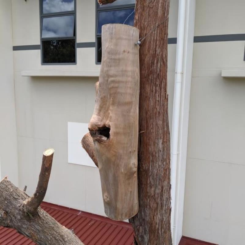 tree trimming gold coast