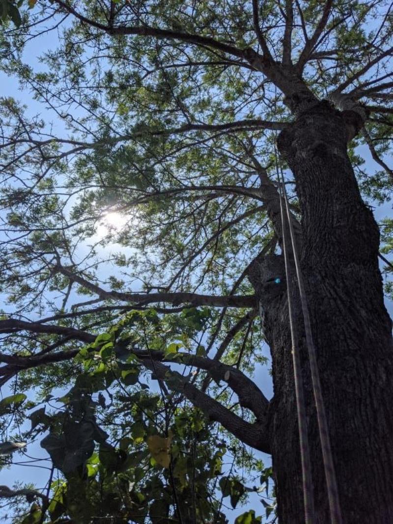Silky Oak Tree Pruning Pottsville