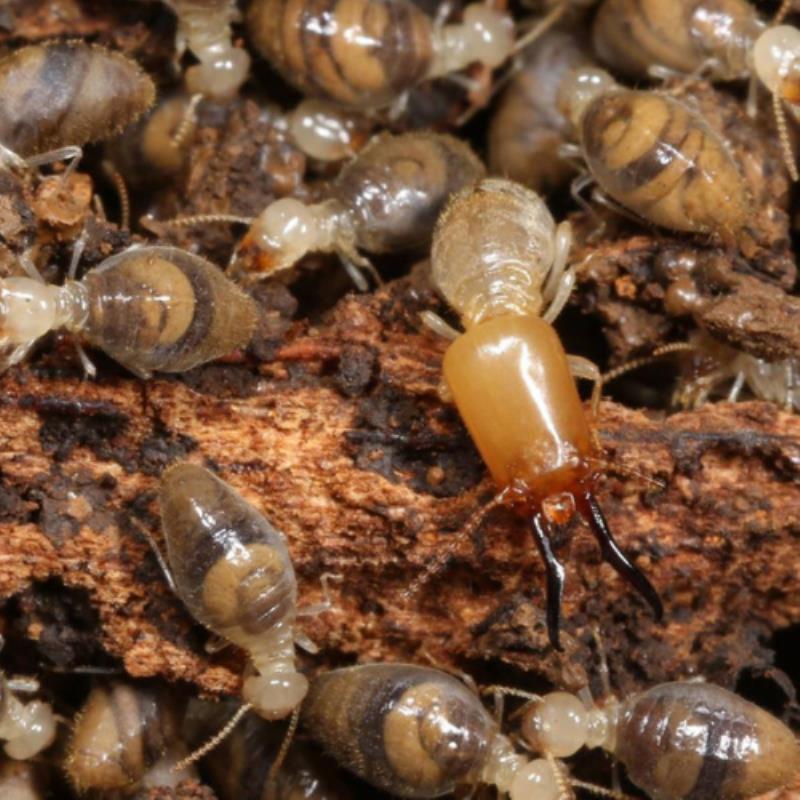 Common Termite Species in North Brisbane