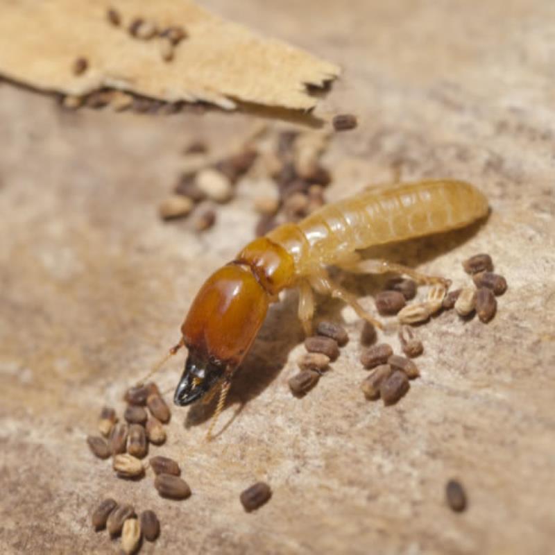 termites and alates