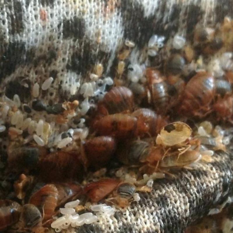 Bed bugs found in Sandgate