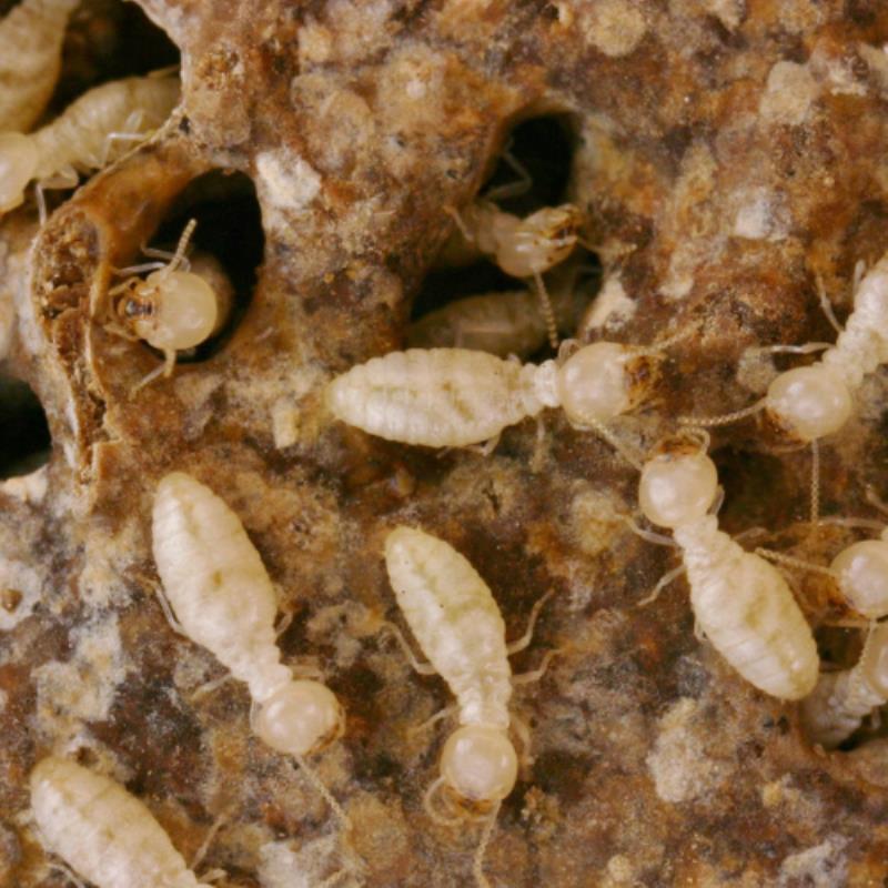 How to prevent termite attack