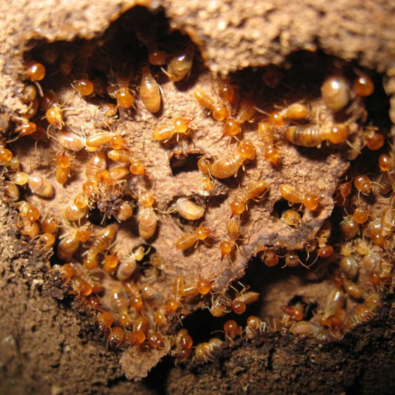 Common conditions that lead to termite infestation in Ferny Hills