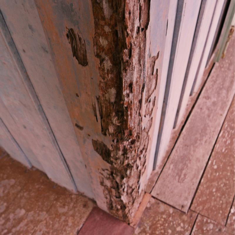 4 reasons its time for your next termite inspection in Eatons Hill