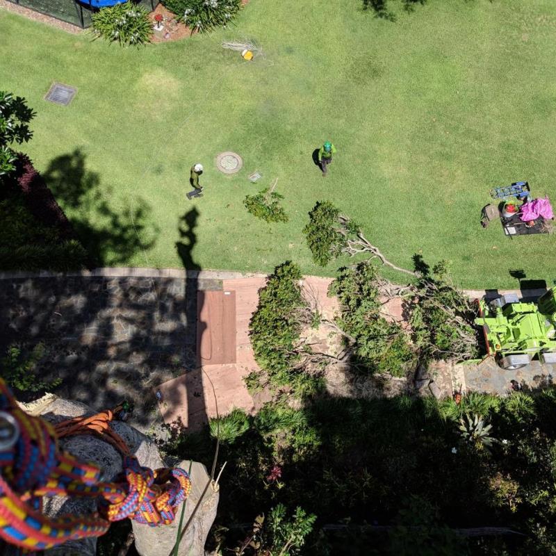 African tulip tree removal Southport