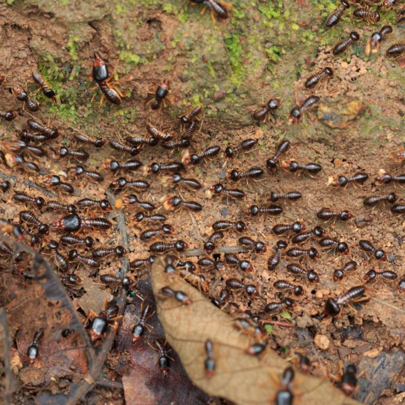Termites Northside - Subterranean Termites located at Stafford