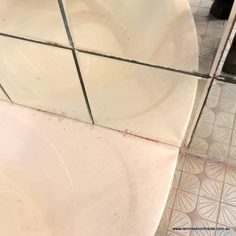 Uncovering a house full of termites upon renovations at Oceanview