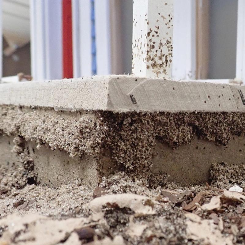 Termites Brisbane - Are concrete homes in North Lakes safe from termites?