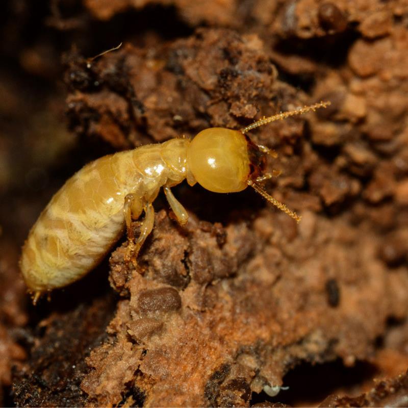 3 reasons why termite control services in Burpengary are a necessity