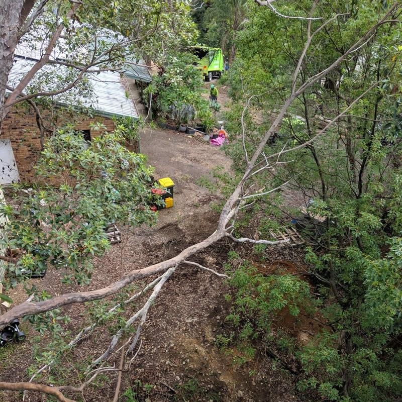 Dangerous tree lopping Broadbeach
