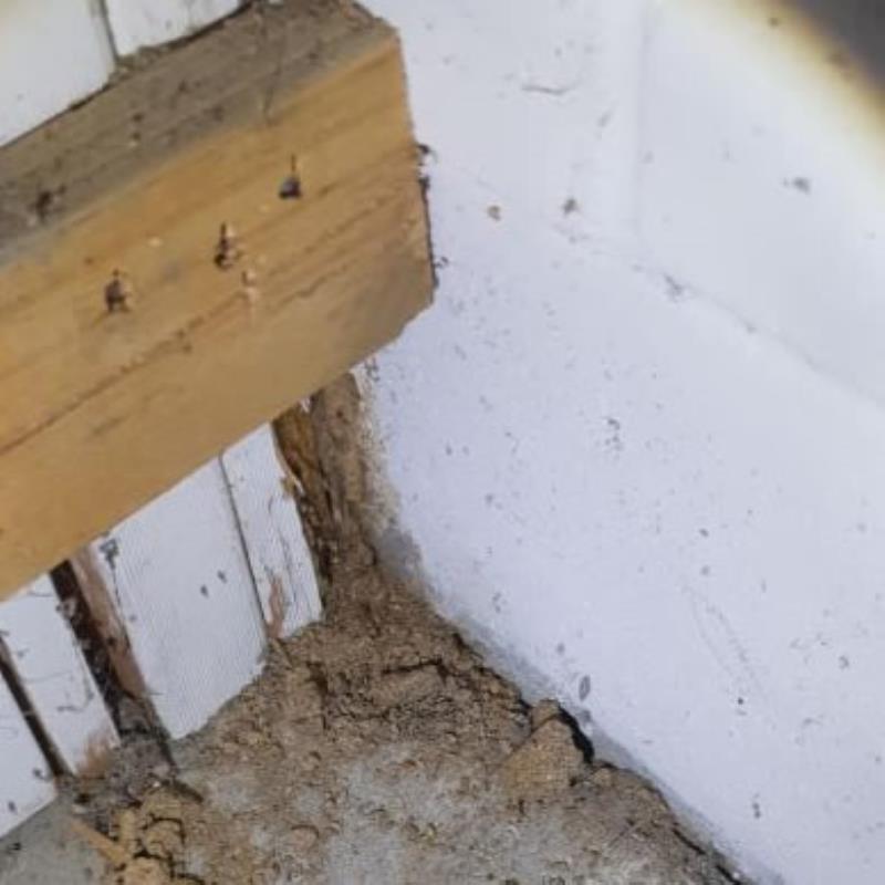 termites nest at the Gold Coast