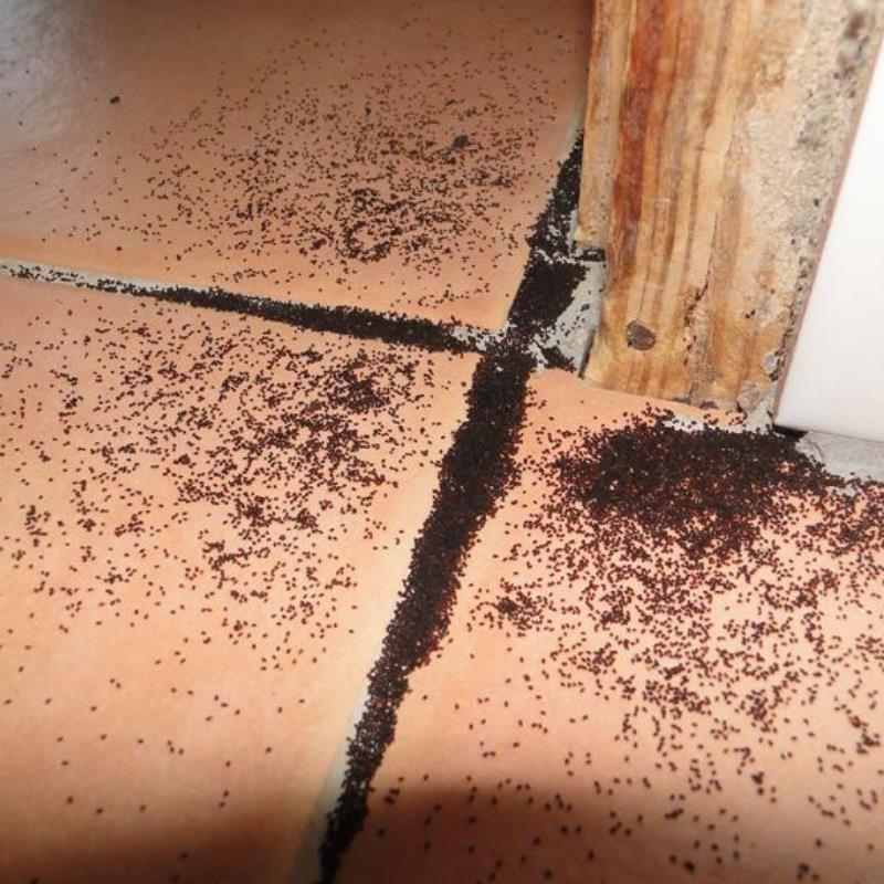 Termites Brisbane - A threat to your home's foundation in Upper Caboolture