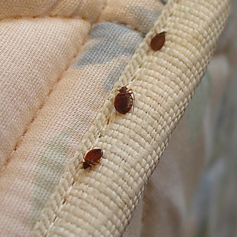 What NOT to do if you spot bed bugs in your home in Dakabin?