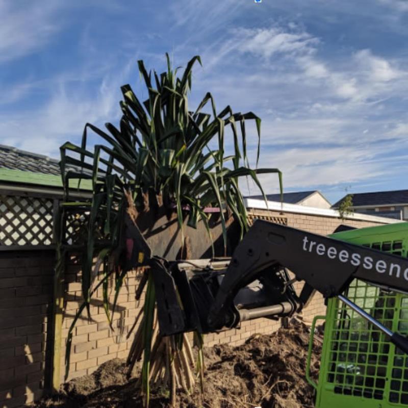 Tree removals Broadbeach