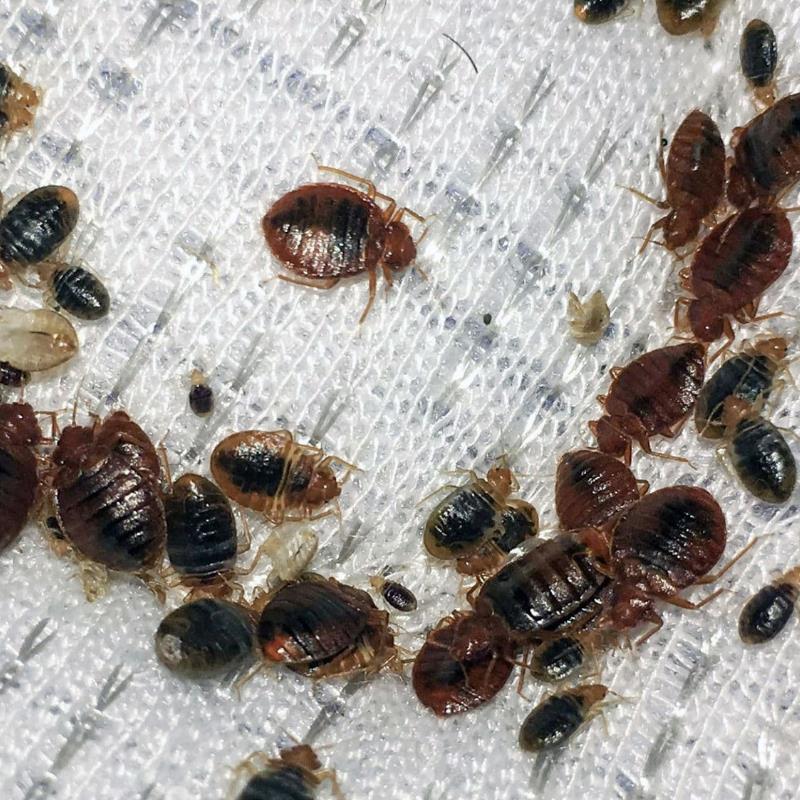 Termites Redcliffe: Why are bed bugs so persistent?