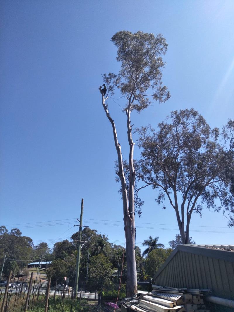 Helensvale High 2