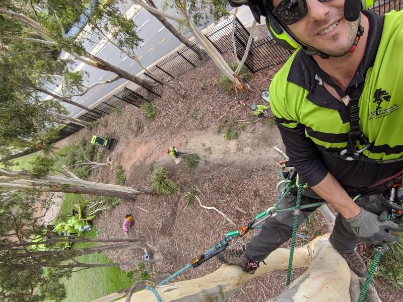 Tree Essence Tree Removal Helensvale
