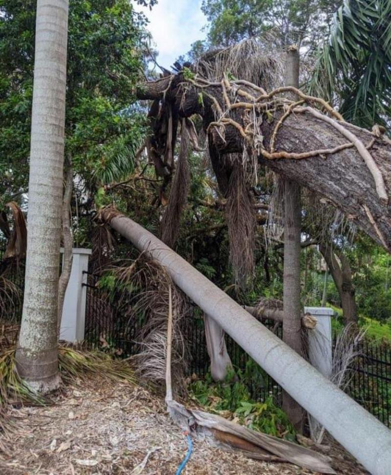 Tree Removal Southport