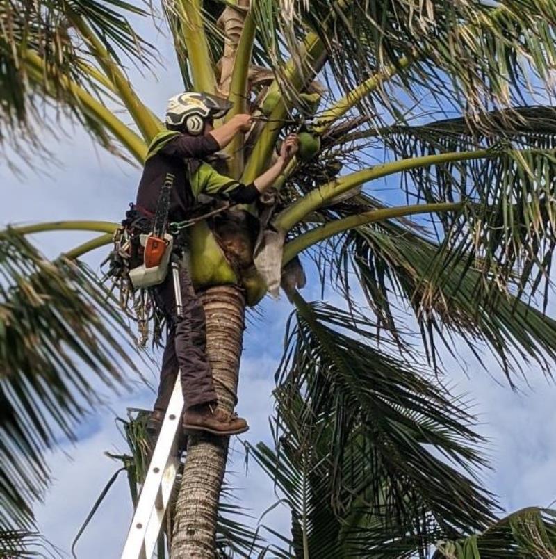 Palm Pruning and Treatment Kingscliff