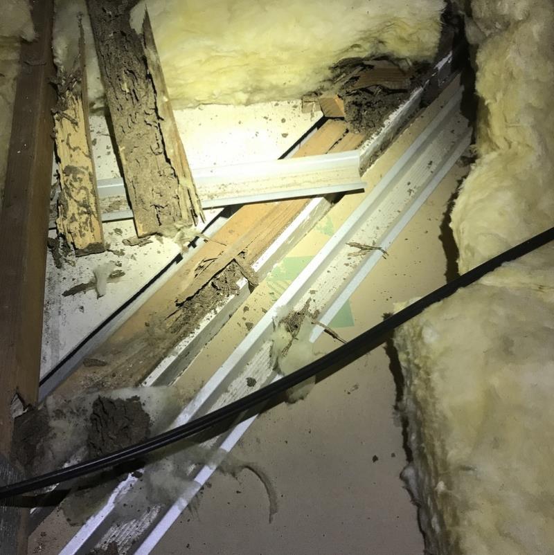 Our client in Warner is forever grateful to Conquer Termites Northside