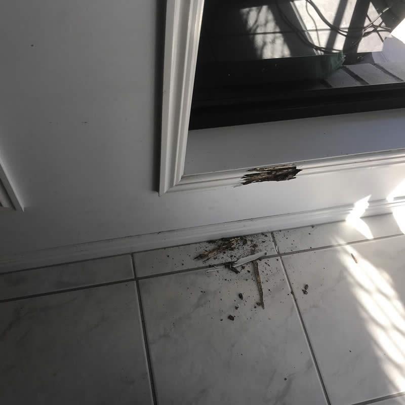 Our client in Warner is forever grateful to Conquer Termites Northside