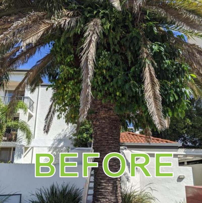 Phoenix Palm Pruning Southport