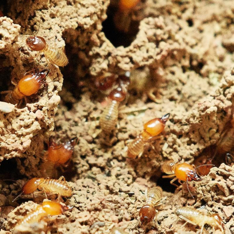 Draper Home Saved By Conquer Termites Northside After Being Assaulted By Pests