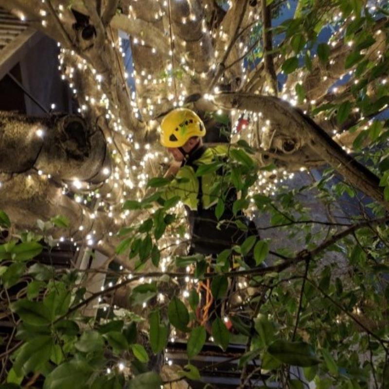 Installation of Fairy Lights Tree Essence