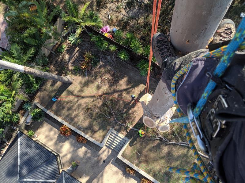 Tree Essence Arborists Gold Coast