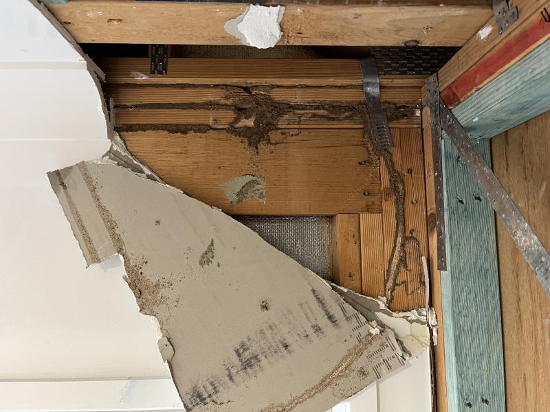 Termite damage Repair Builders Kalchin 