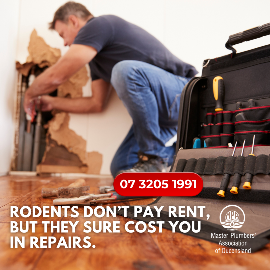 Rodents love sneaking into pipes.